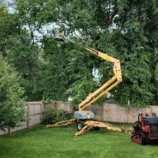 Best Root Management and Removal  in Tyrone, GA