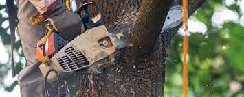 How Our Tree Care Process Works  in  Tyrone, GA