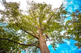 Best Hazardous Tree Removal  in Tyrone, GA