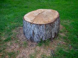 Best Leaf Removal  in Tyrone, GA