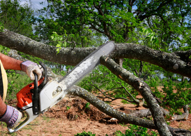 Best Soil Testing and Treatment  in Tyrone, GA